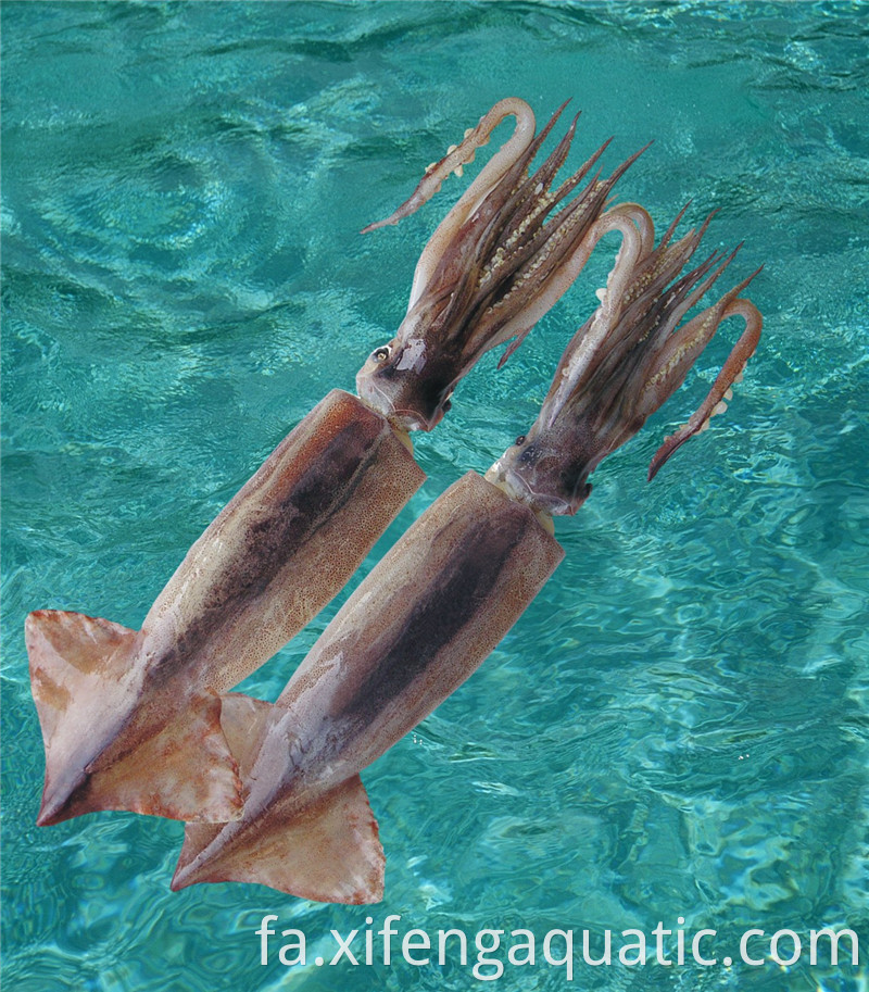 Todarodes Pacificus Todarodes Pacificus